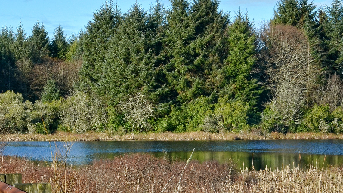 SASQUATCH HABITAT